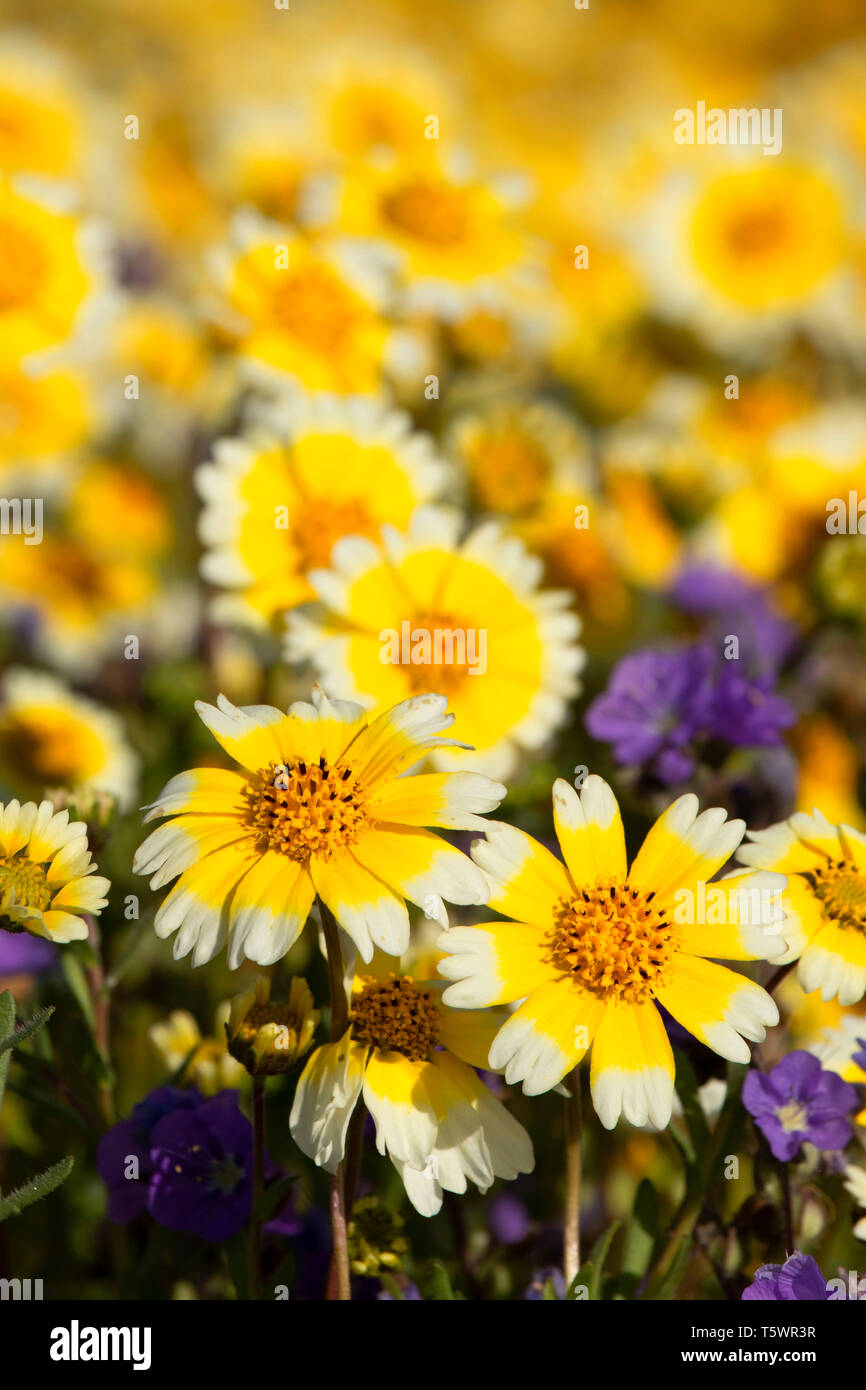 Tidytips avec Phacelia, Carrizo Plain National Monument (Californie) Banque D'Images