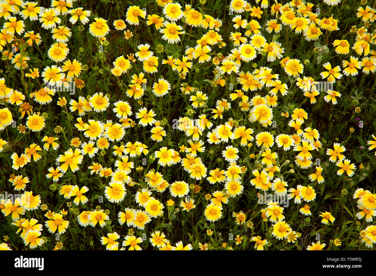 Tidytips, Carrizo Plain National Monument (Californie) Banque D'Images