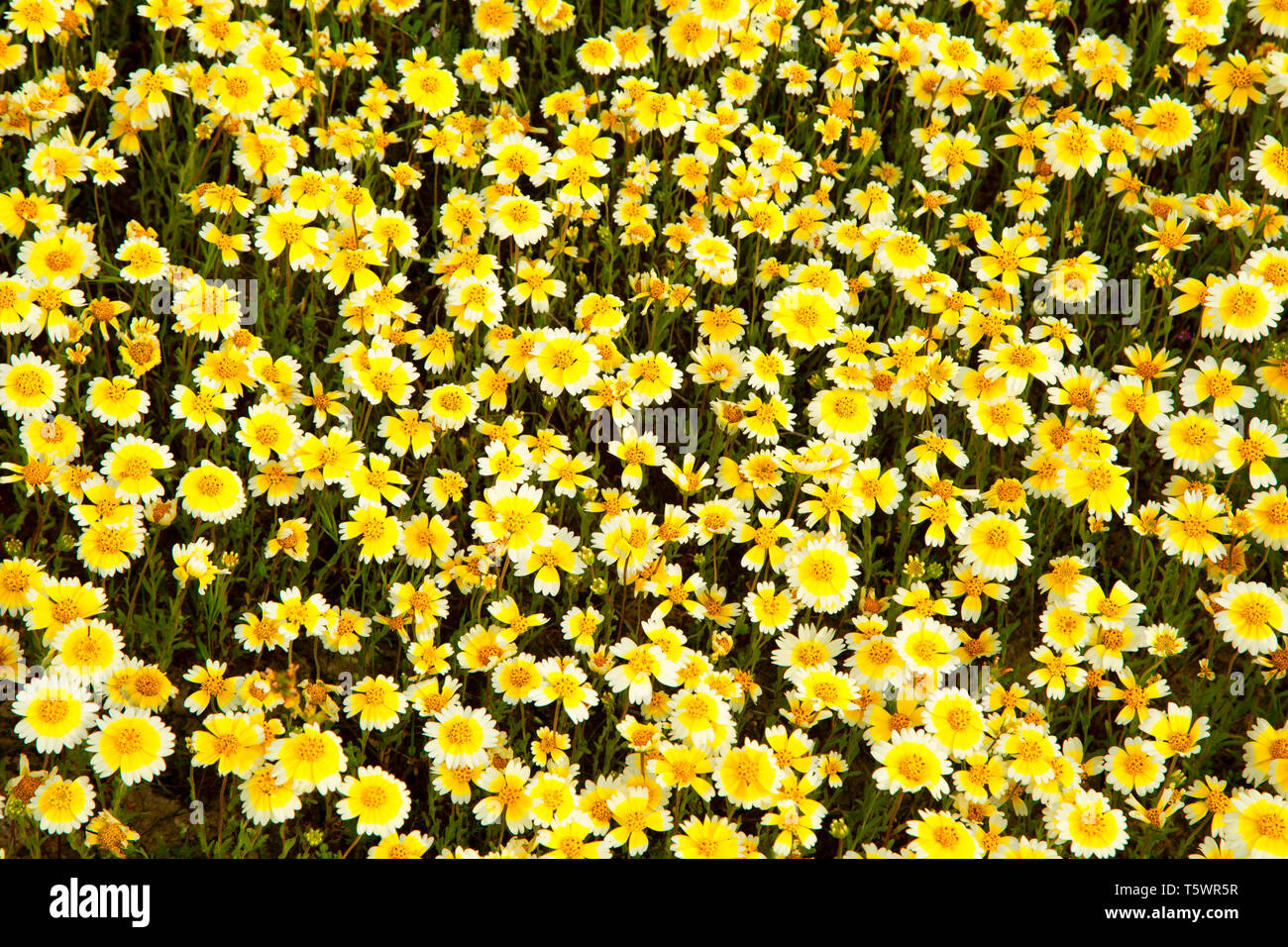 Tidytips, Carrizo Plain National Monument (Californie) Banque D'Images