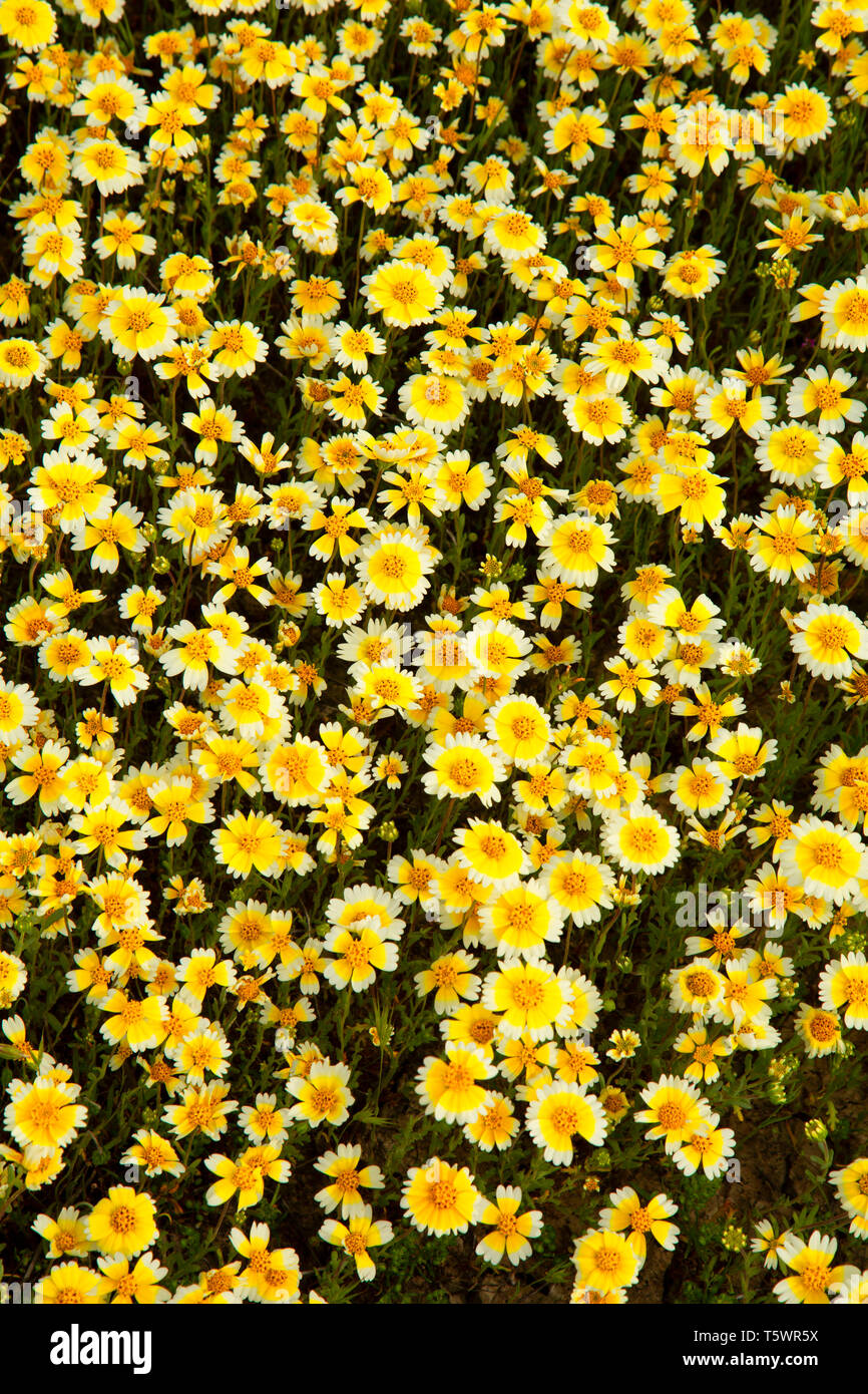 Tidytips, Carrizo Plain National Monument (Californie) Banque D'Images