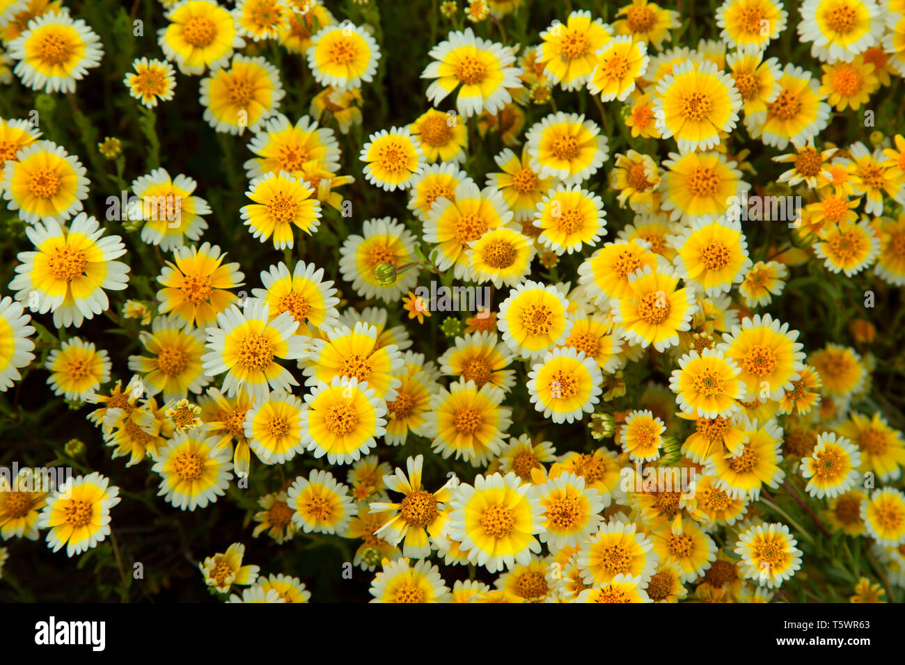 Tidytips, Carrizo Plain National Monument (Californie) Banque D'Images