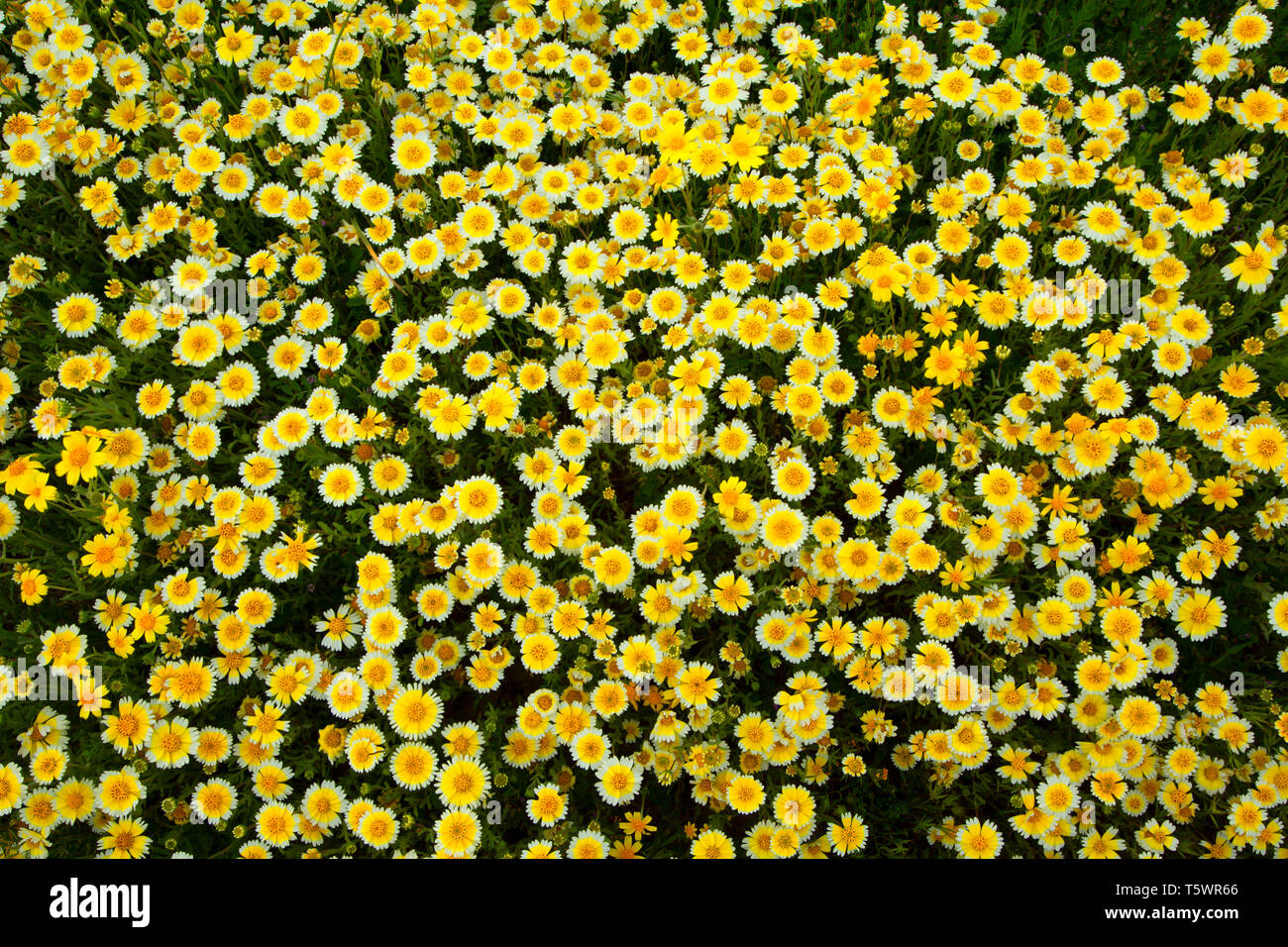 Tidytips, Carrizo Plain National Monument (Californie) Banque D'Images