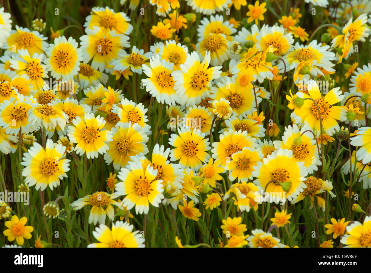 Tidytips, Carrizo Plain National Monument (Californie) Banque D'Images
