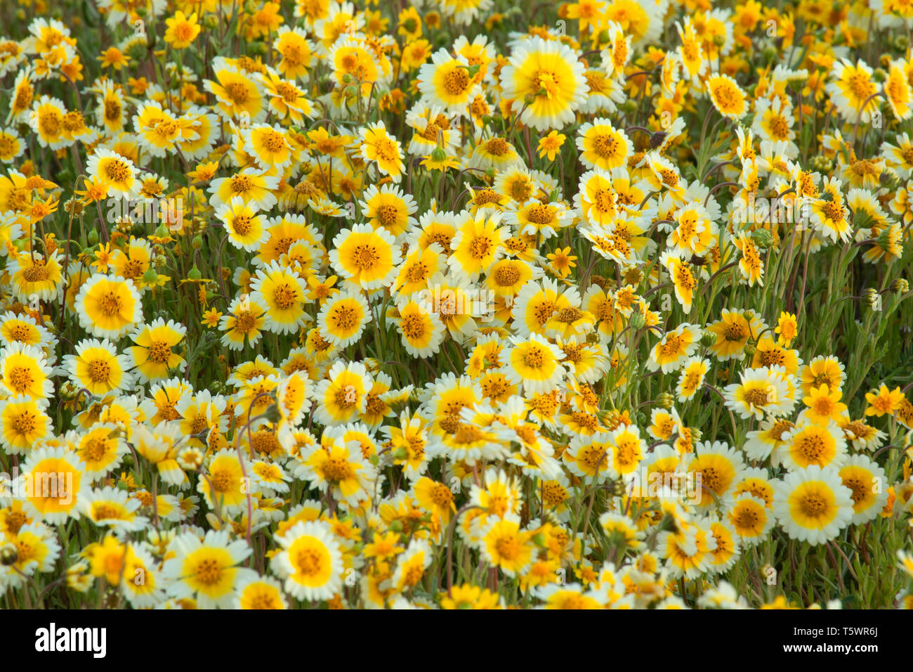 Tidytips, Carrizo Plain National Monument (Californie) Banque D'Images
