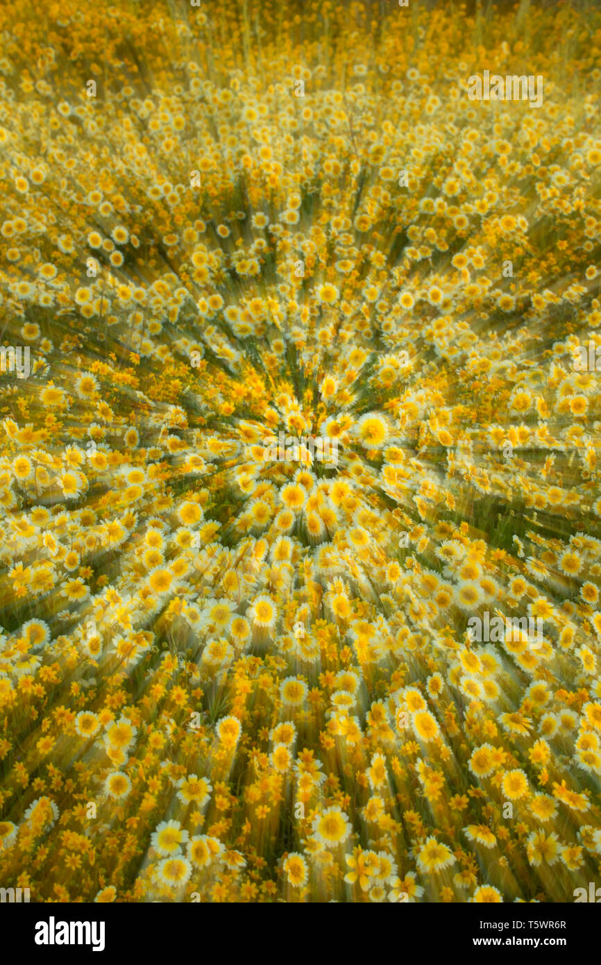 Tidytips blur, Carrizo Plain National Monument (Californie) Banque D'Images