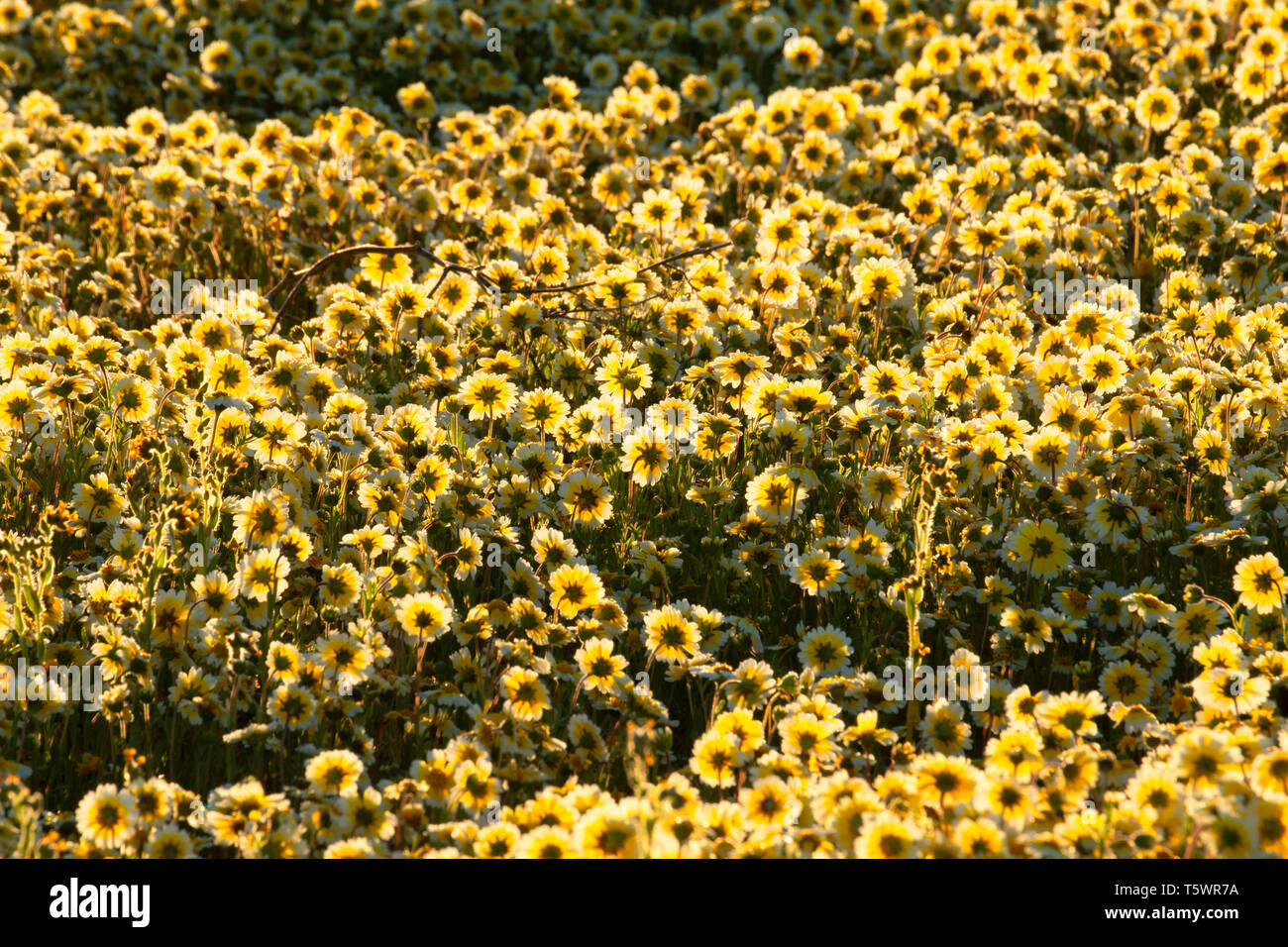 Tidytips, Carrizo Plain National Monument (Californie) Banque D'Images
