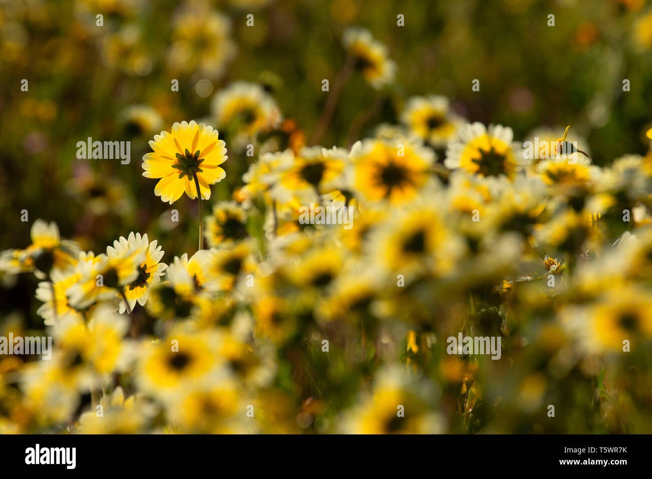 Tidytips, Carrizo Plain National Monument (Californie) Banque D'Images