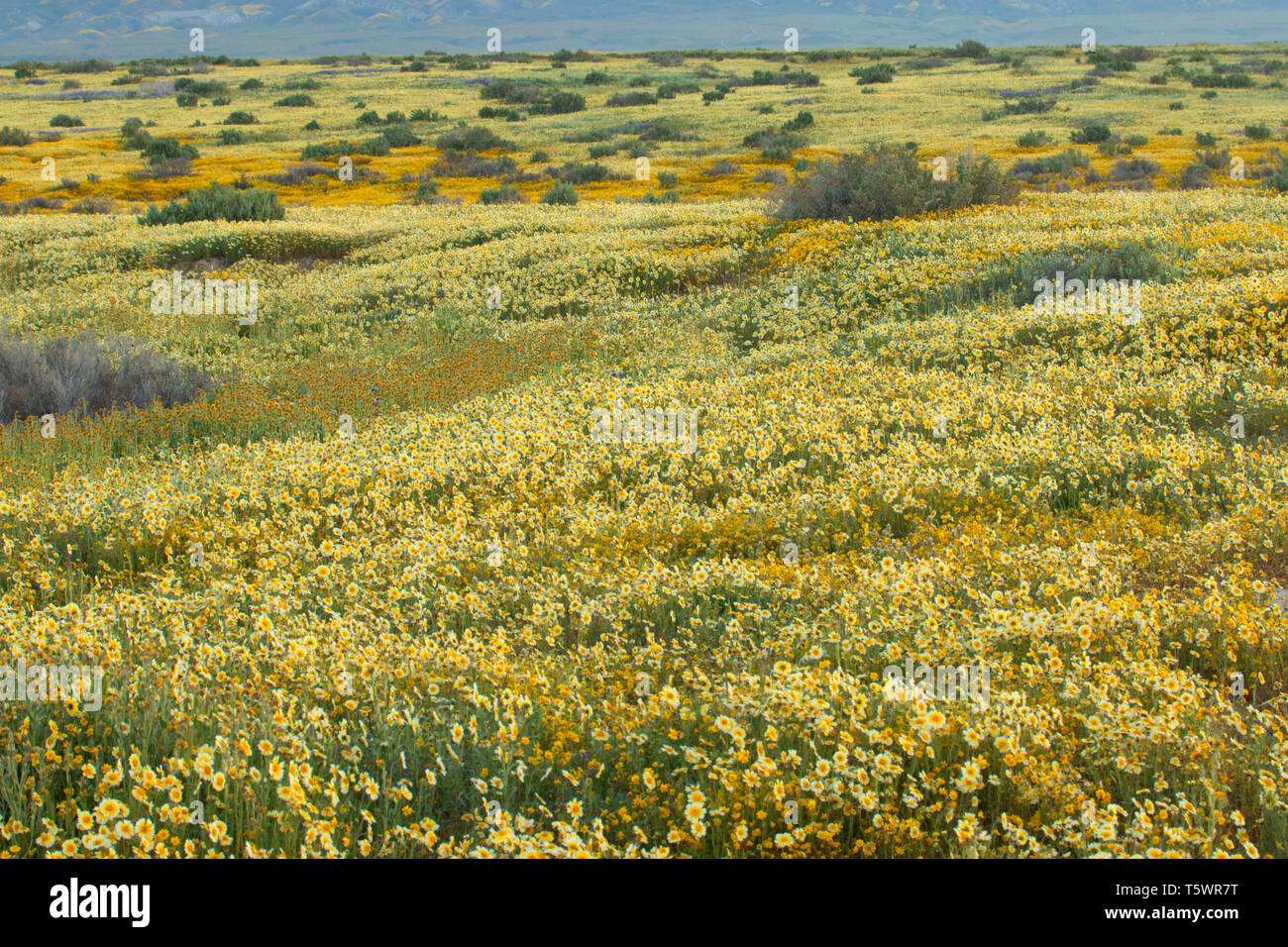 Tidytips, Carrizo Plain National Monument (Californie) Banque D'Images