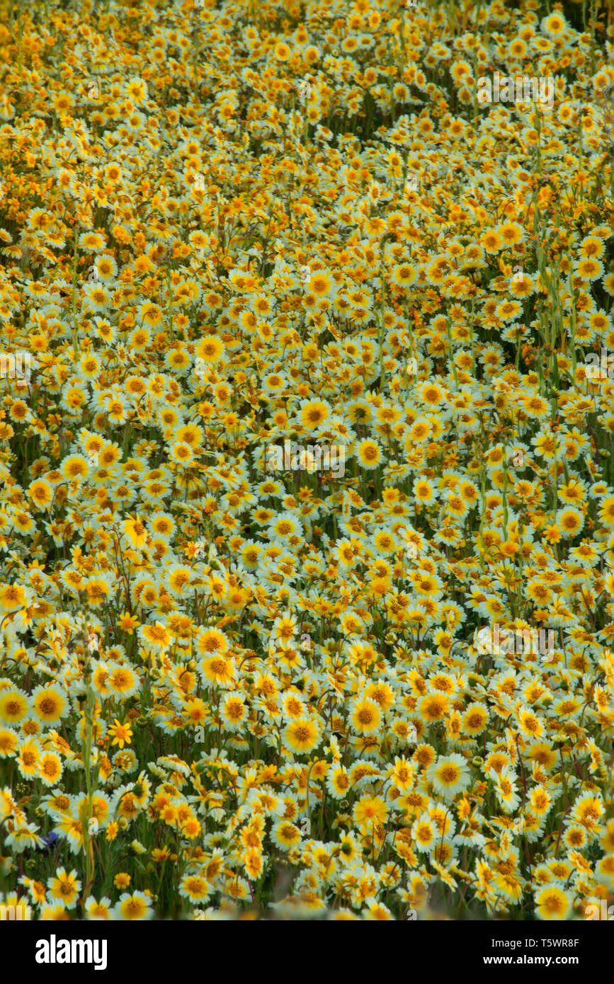 Tidytips, Carrizo Plain National Monument (Californie) Banque D'Images