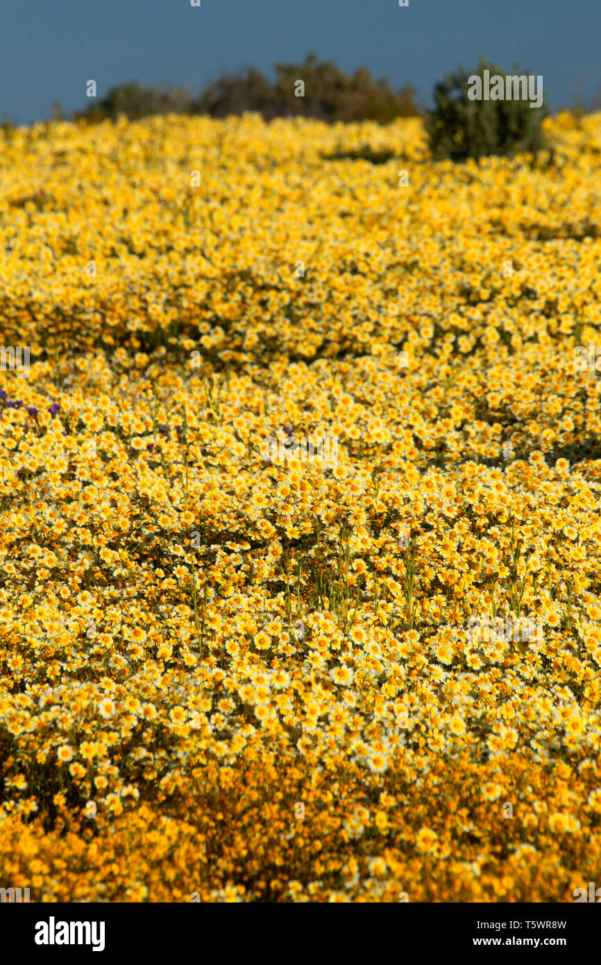 Tidytips, Carrizo Plain National Monument (Californie) Banque D'Images