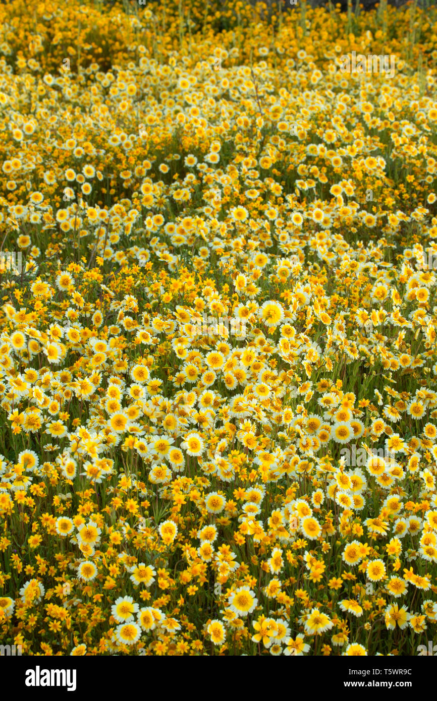 Tidytips avec goldfields, Carrizo Plain National Monument (Californie) Banque D'Images
