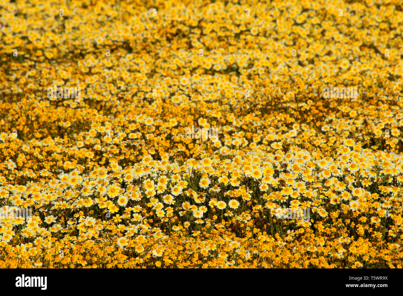 Tidytips avec goldfields, Carrizo Plain National Monument (Californie) Banque D'Images