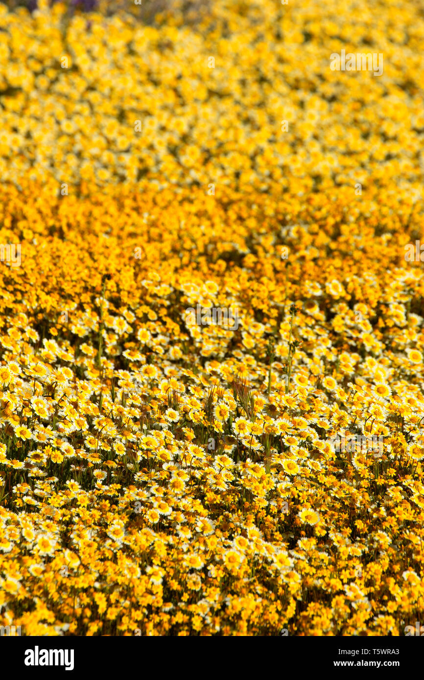Tidytips avec goldfields, Carrizo Plain National Monument (Californie) Banque D'Images