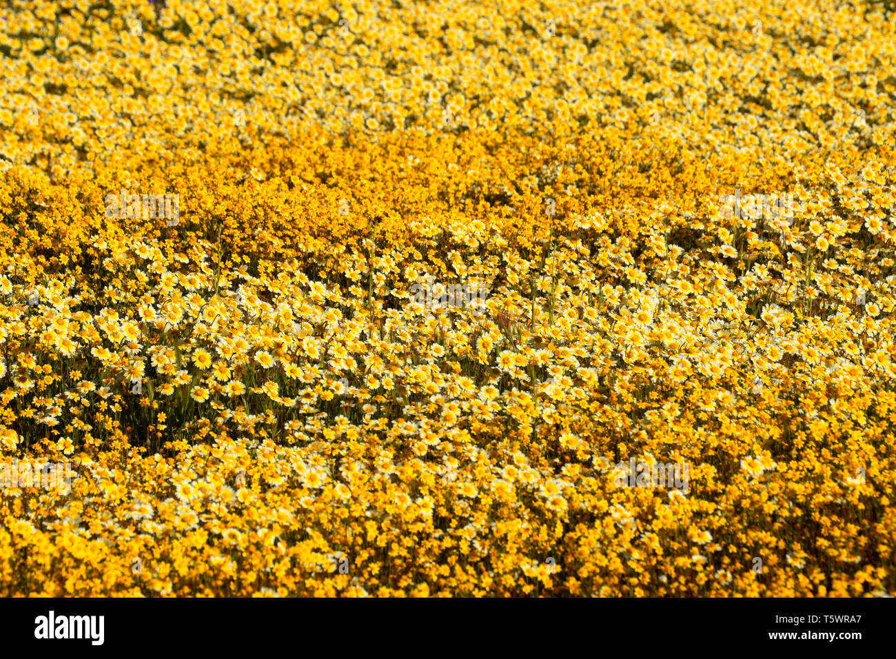 Tidytips avec goldfields, Carrizo Plain National Monument (Californie) Banque D'Images