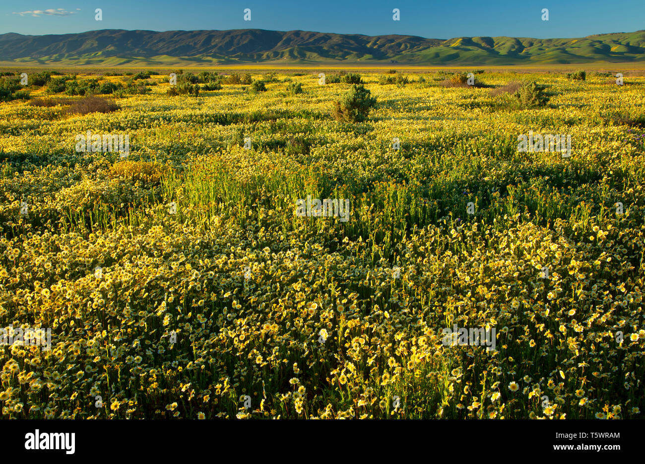 Tidytips, Carrizo Plain National Monument (Californie) Banque D'Images
