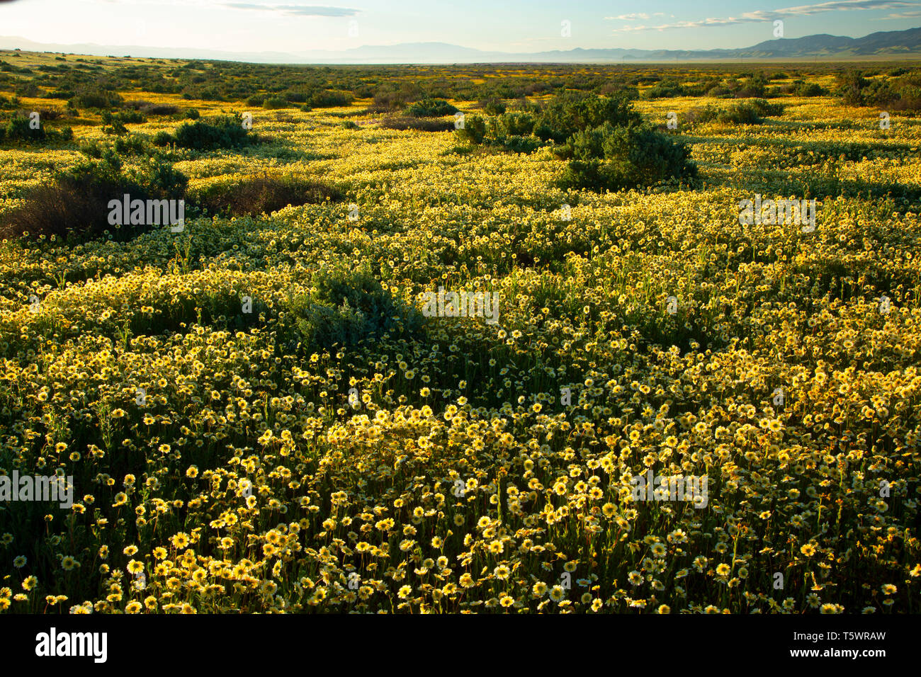 Tidytips, Carrizo Plain National Monument (Californie) Banque D'Images