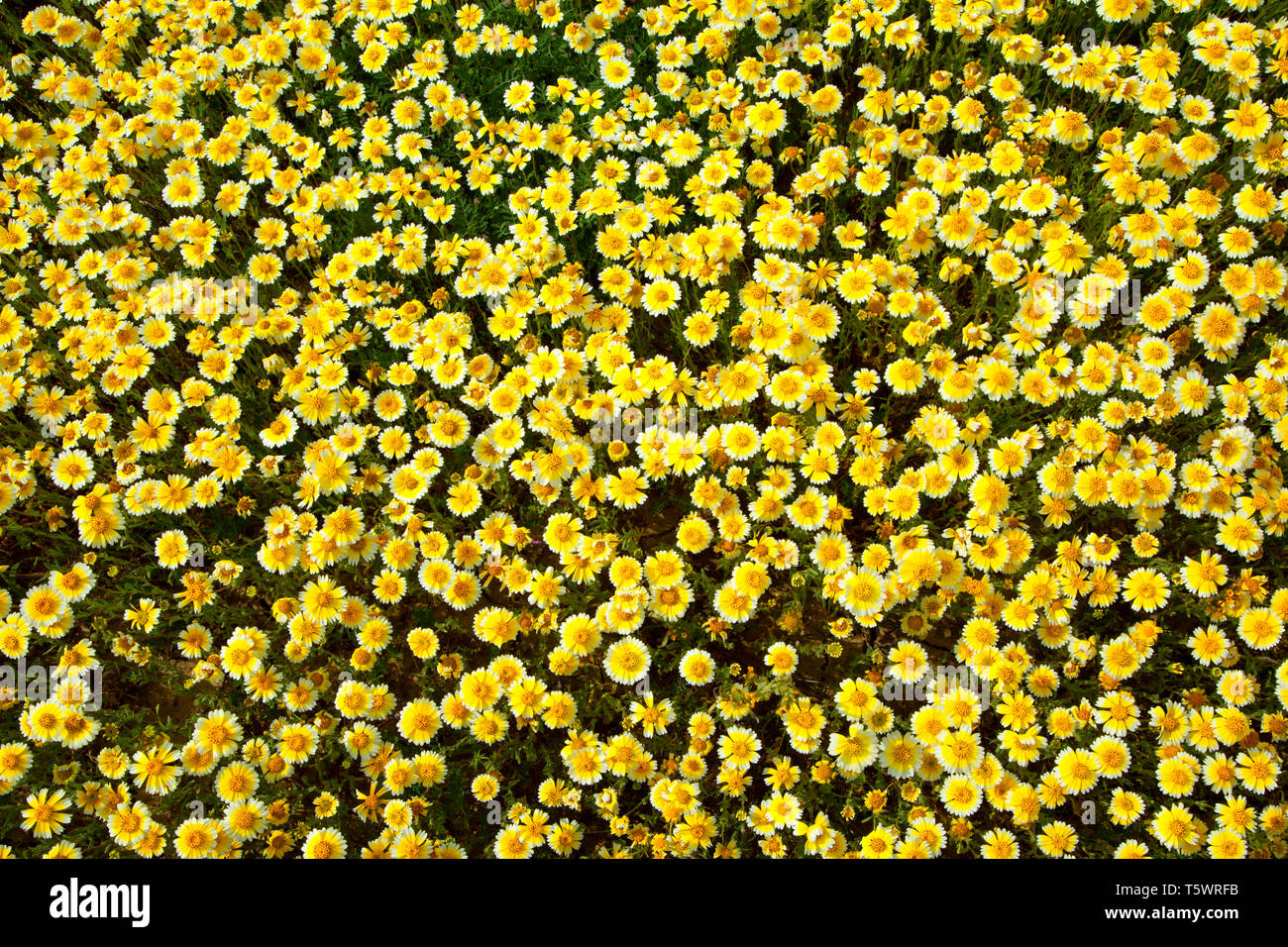 Tidytips, Carrizo Plain National Monument (Californie) Banque D'Images
