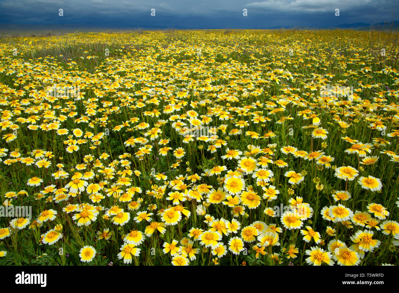 Tidytips, Carrizo Plain National Monument (Californie) Banque D'Images
