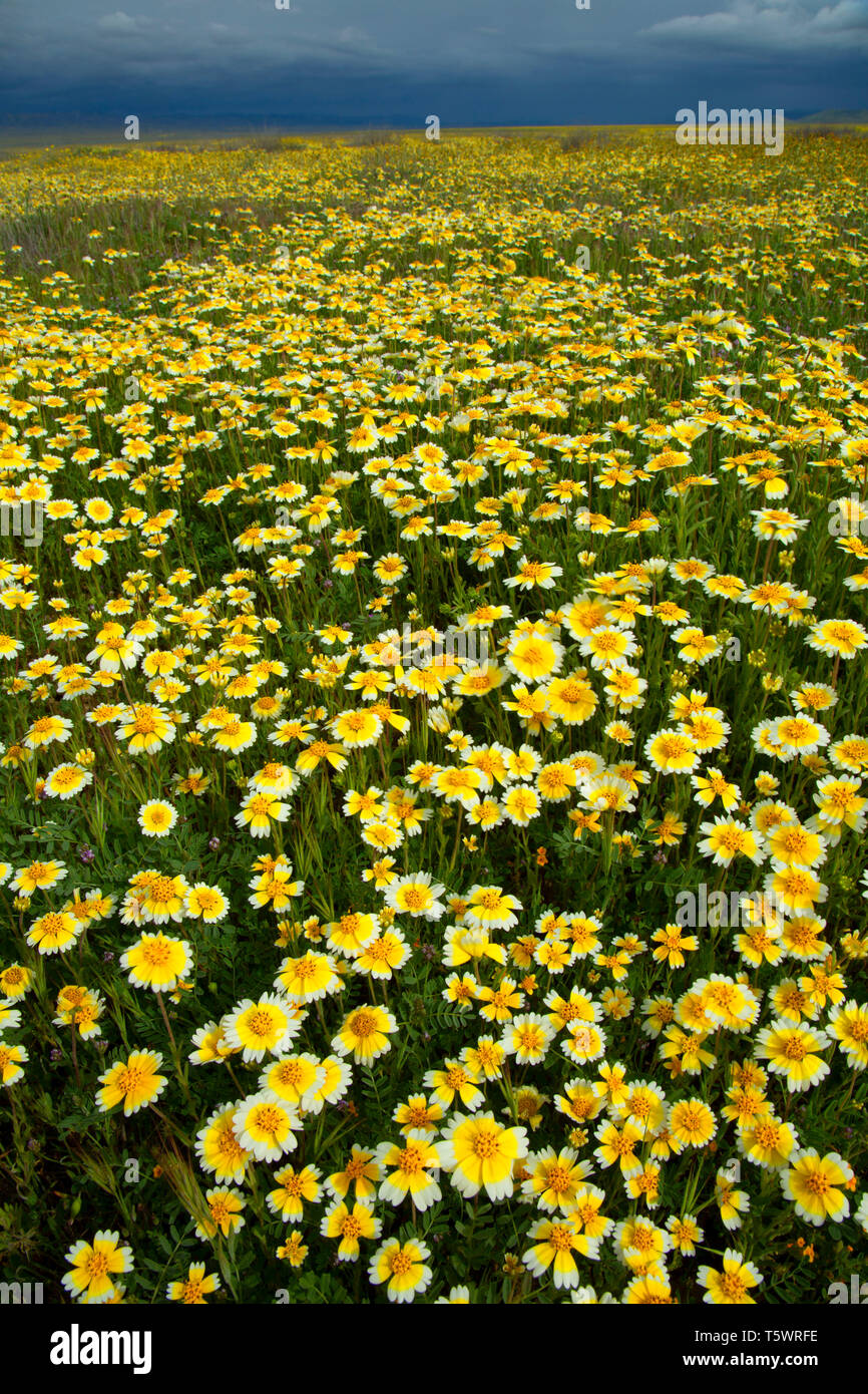 Tidytips, Carrizo Plain National Monument (Californie) Banque D'Images
