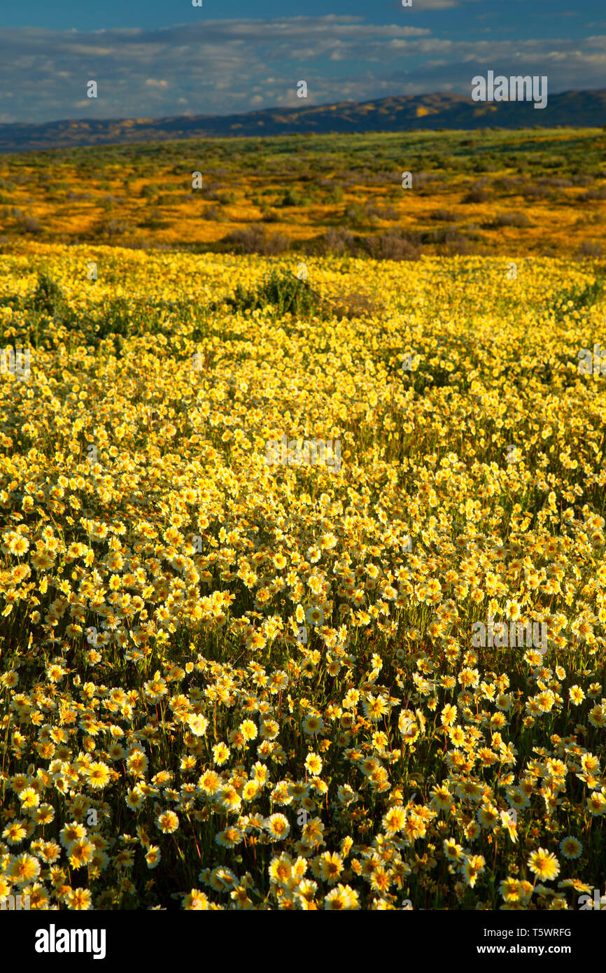 Tidytips, Carrizo Plain National Monument (Californie) Banque D'Images