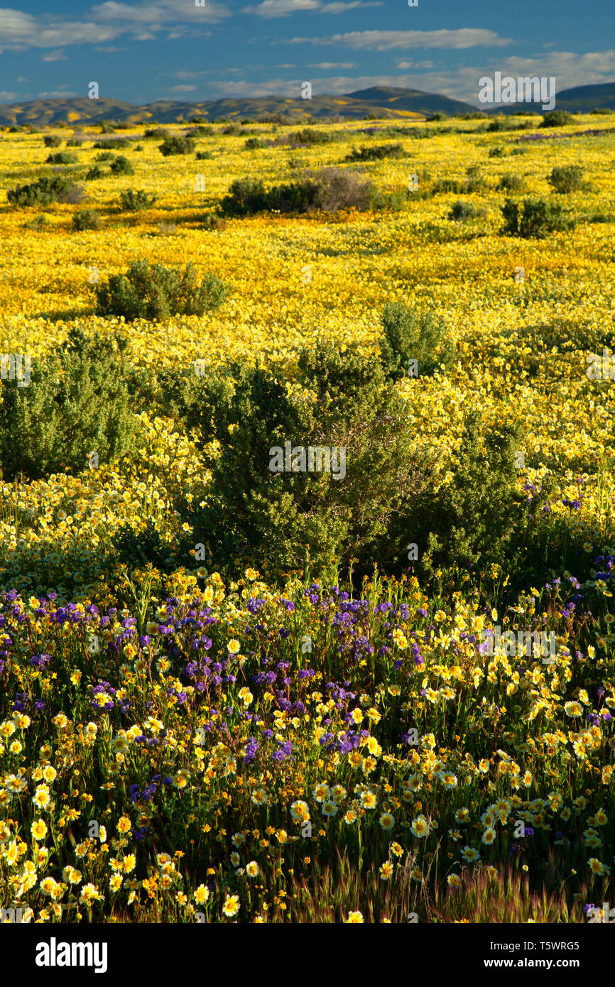 Tidytips, Carrizo Plain National Monument (Californie) Banque D'Images