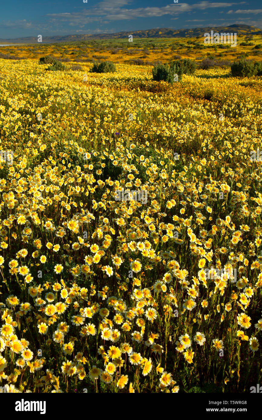 Tidytips, Carrizo Plain National Monument (Californie) Banque D'Images