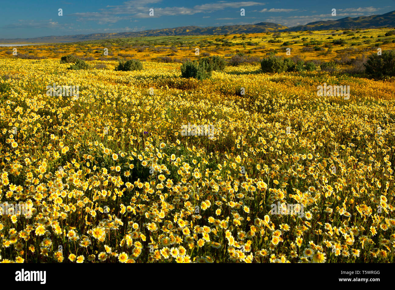 Tidytips, Carrizo Plain National Monument (Californie) Banque D'Images