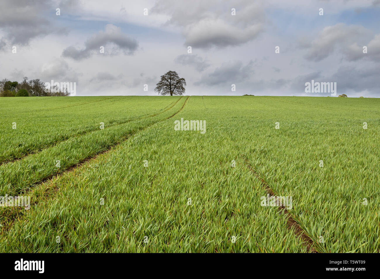 Arbre isolé dans le paysage rural du Royaume-Uni, au printemps. Banque D'Images