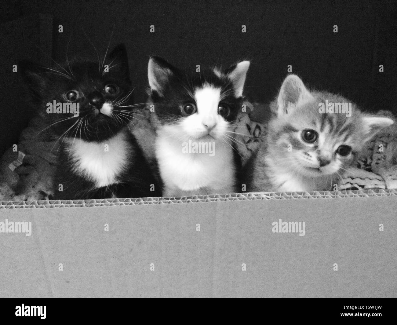 Accueil Chats Banque D'Images