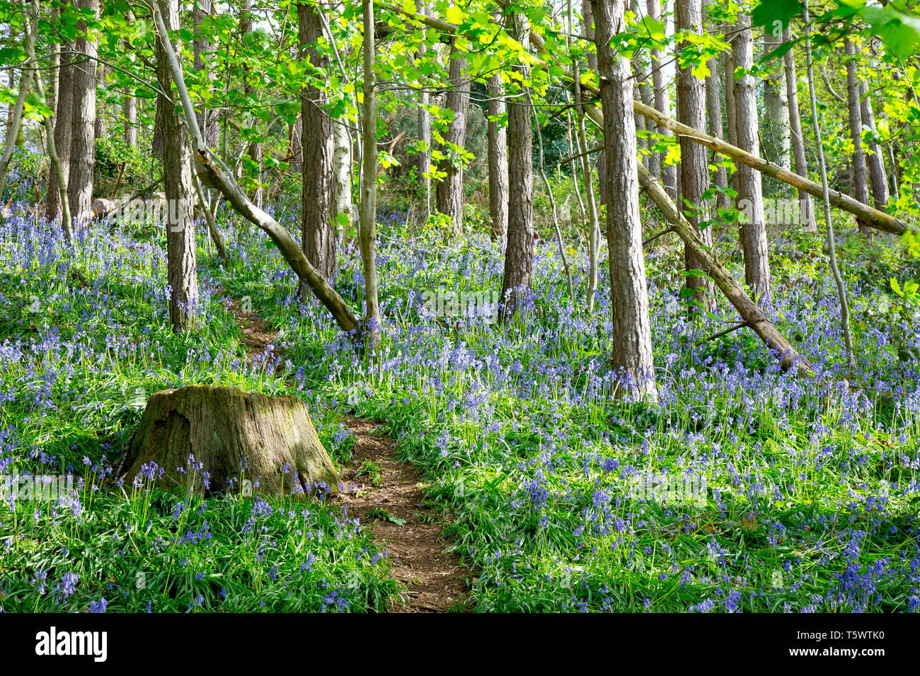 Bluebell Wood, Grande-Bretagne. Cloches anglaises communes (jacinthoides non-scripta) dans les bois naturels du Royaume-Uni. Banque D'Images