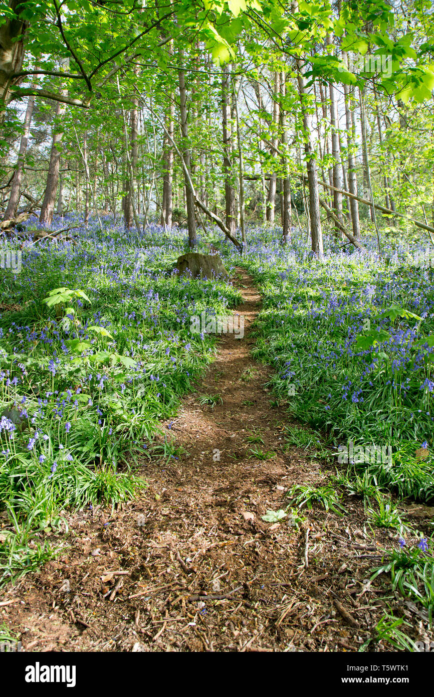 Common bluebells (Hyacinthoides non-scripta) au Royaume-Uni, en bois plein soleil. printemps pommelé Banque D'Images