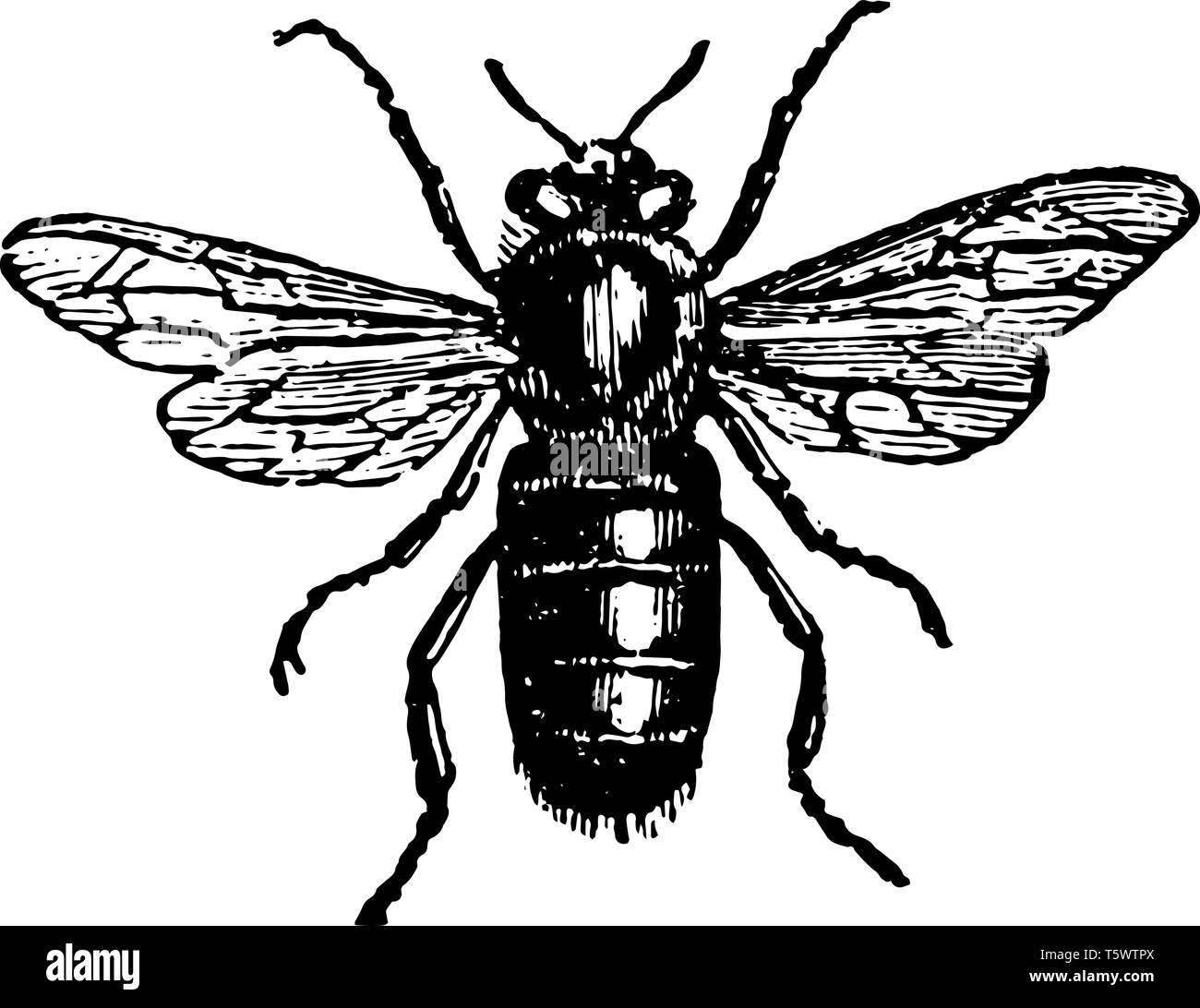 Drone bee Banque d'images vectorielles - Alamy