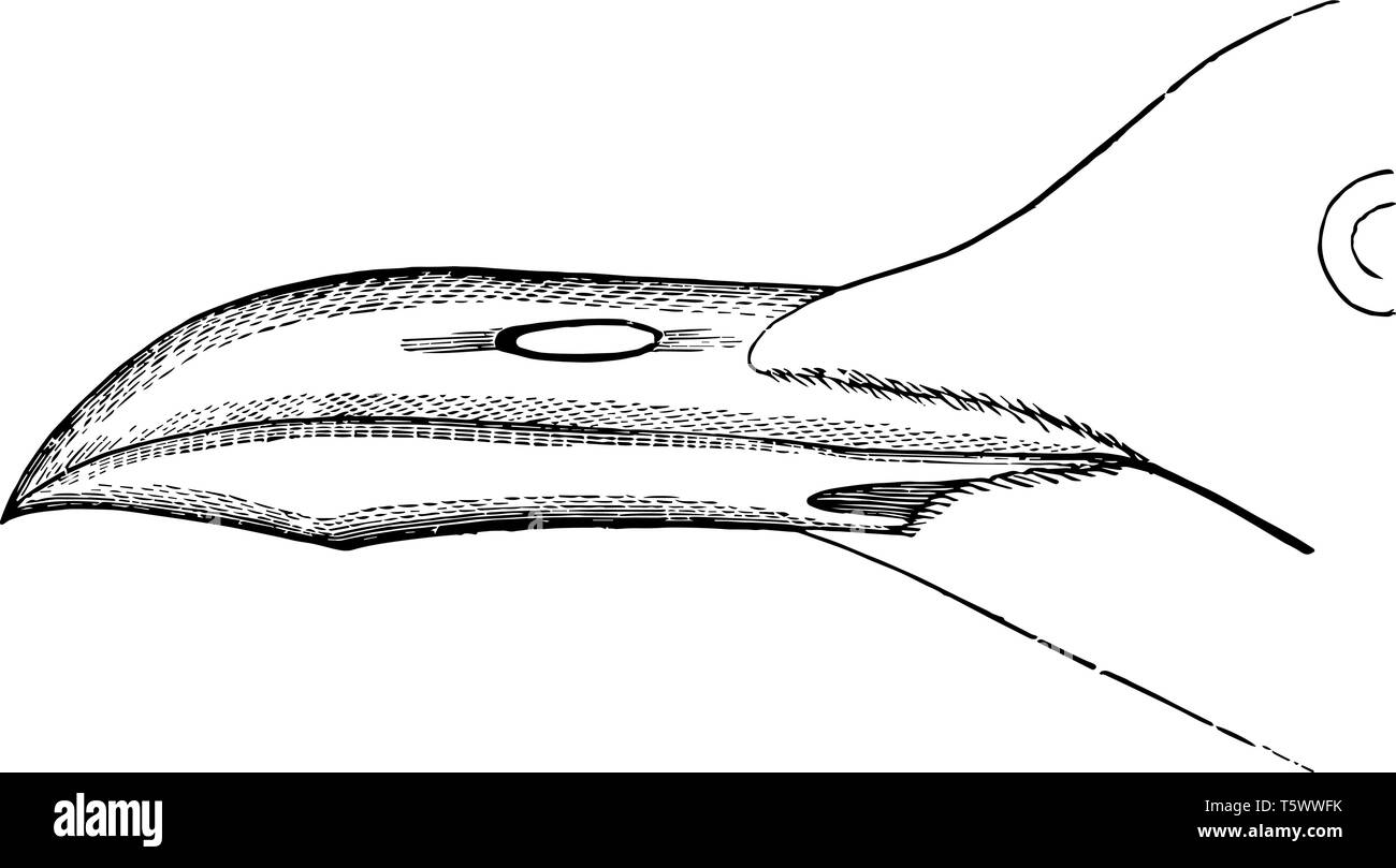 Laughing Gull Mouette noire où Bill vintage dessin ou gravure illustration. Illustration de Vecteur