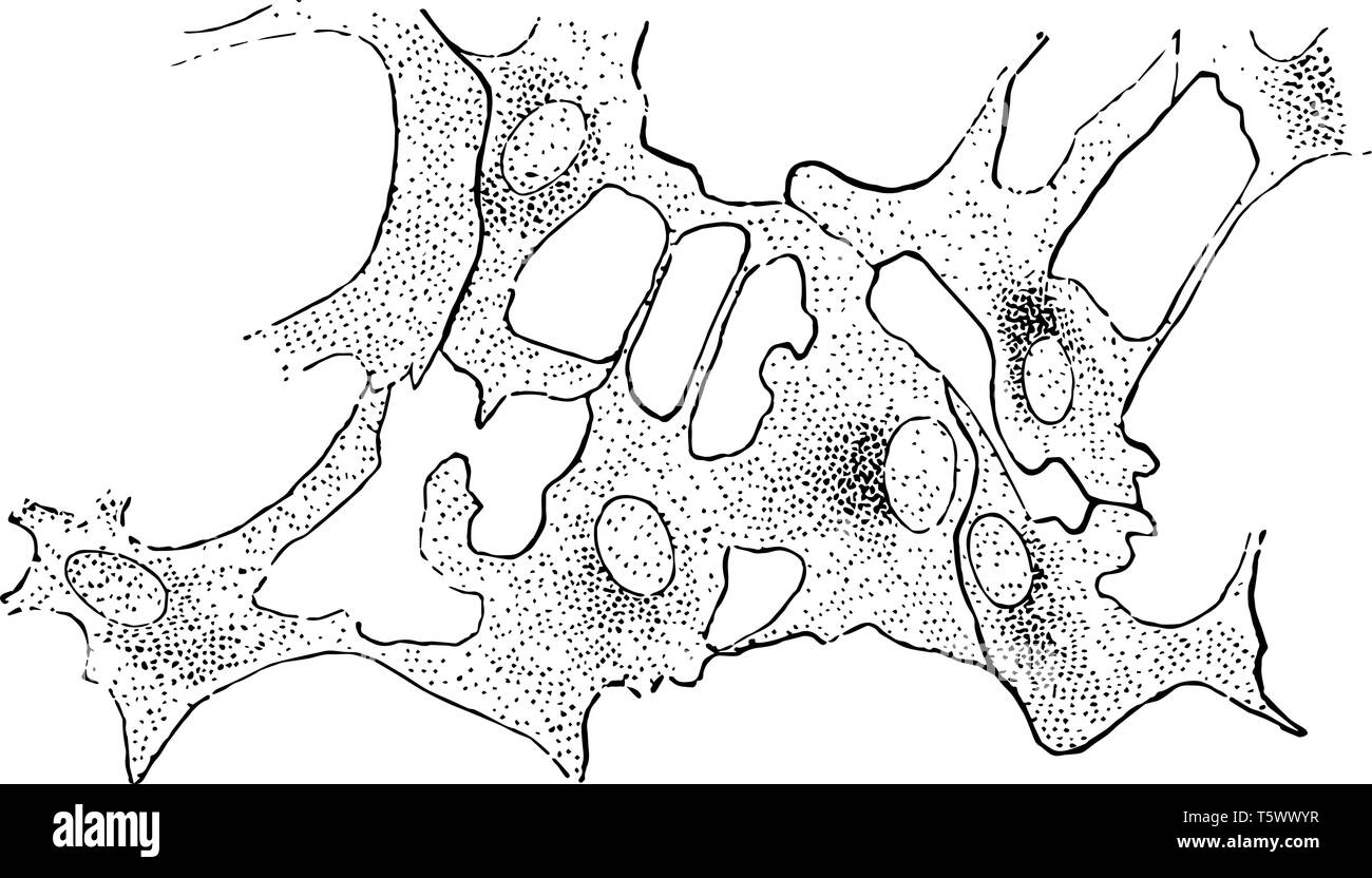 Lamelle de cornée chaton avec leur protoplasme granuleux et grand ovale les noyaux sont mis hors ligne vintage ou dessin gravure illustration. Illustration de Vecteur