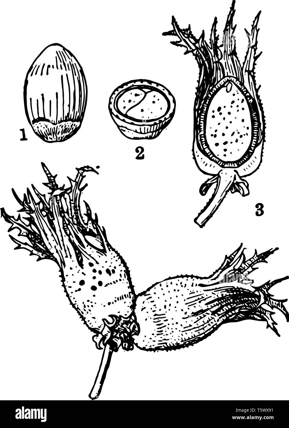 Est aussi appelé avelines noisette appartient aux espèces Corylus avellana vintage dessin ou gravure illustration. Illustration de Vecteur