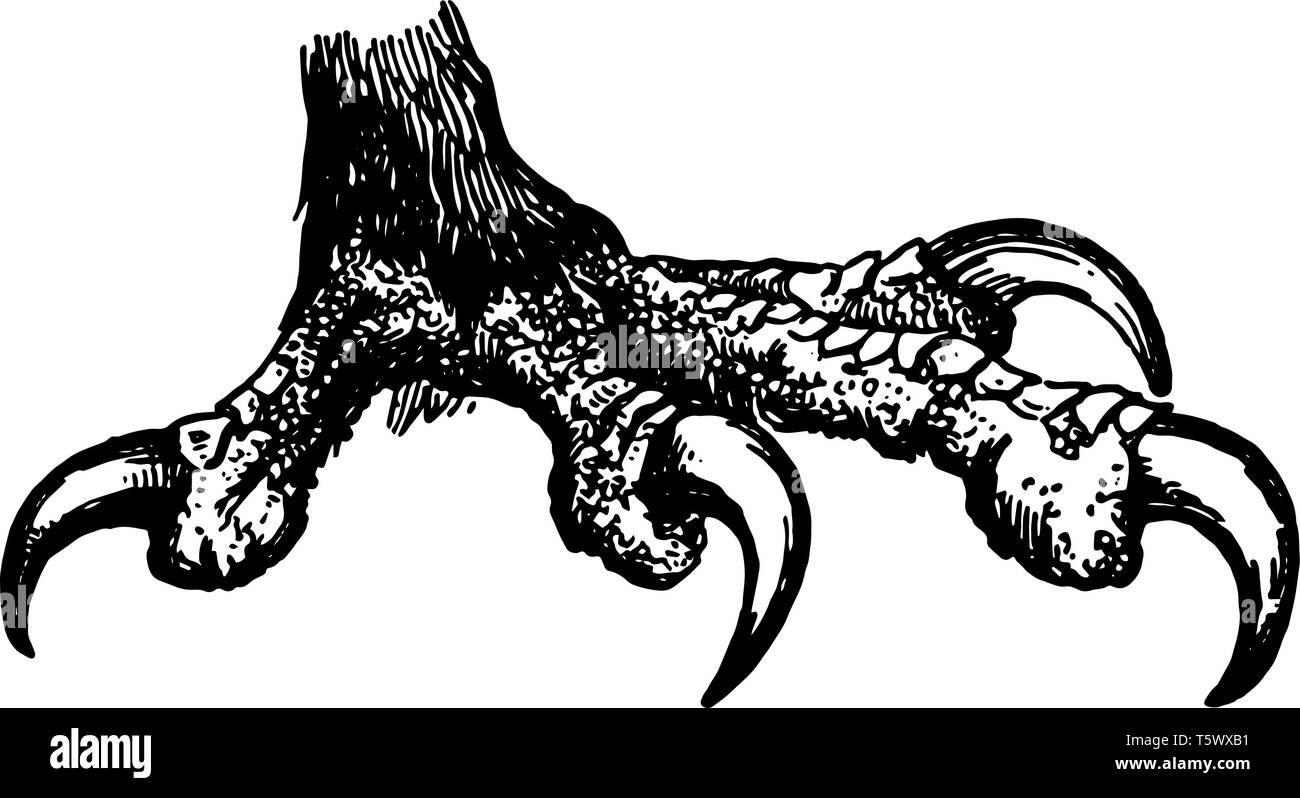 Cette illustration représente l'Aigle royal, le dessin de la ligne vintage ou gravure illustration. Illustration de Vecteur