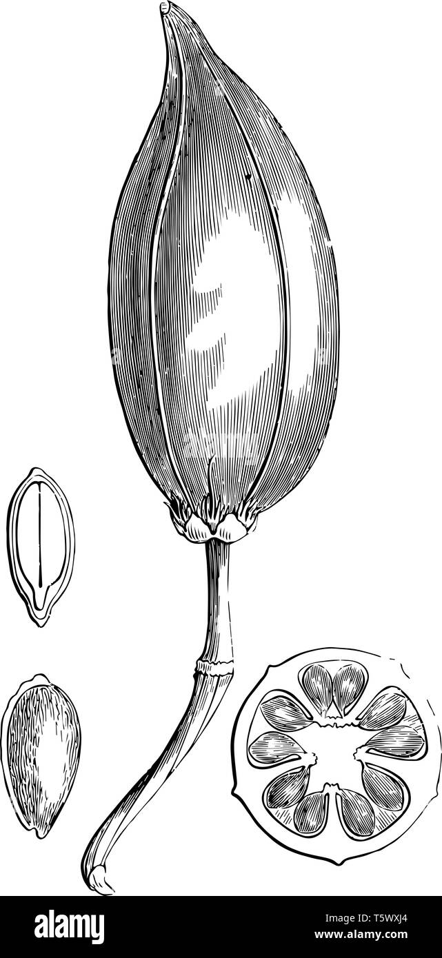Dans ce cadre il y a un fruit et il s'appelle Barexia. Le fruit est coupé et les graines sont visibles dans ce dessin de ligne vintage ou gravure illustrati Illustration de Vecteur