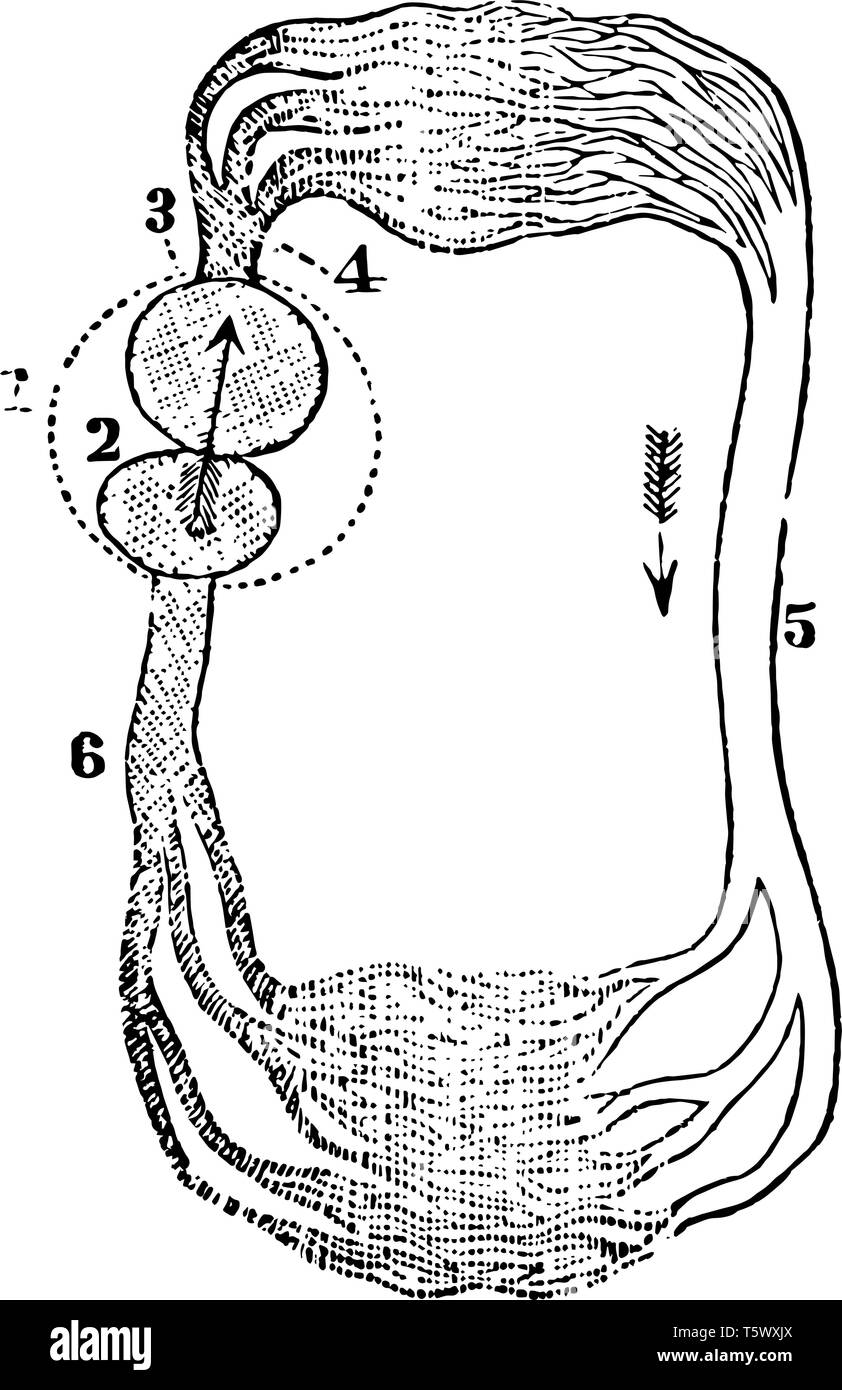 Circulation d'un poisson où le navire qui transporte le sang par le ventricule aux branchies vintage dessin ou gravure illustration. Illustration de Vecteur