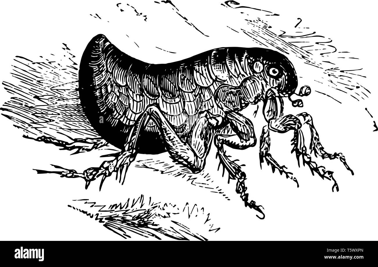 Résiduelle humaine est un insecte parasite qui a effectivement plusieurs hôtes vintage dessin ou gravure illustration. Illustration de Vecteur