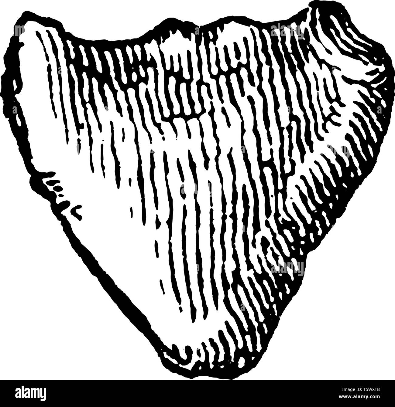 Clavicule d'un chien a un os long qui sert de béquille entre l'omoplate et le sternum sternum ou vintage dessin ou gravure il Illustration de Vecteur Clavicule d'un chien a un os long qui sert de béquille entre l'omoplate et le sternum sternum ou vintage dessin ou gravure il Illustration de Vecteur