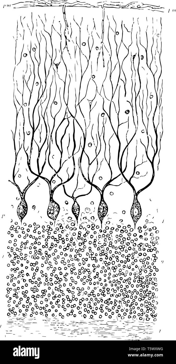 Le cervelet de cerveau de chien qui sont les cellules nerveuses ramifiées couché dans une seule couche de dessin Ligne vintage ou gravure illustration. Illustration de Vecteur