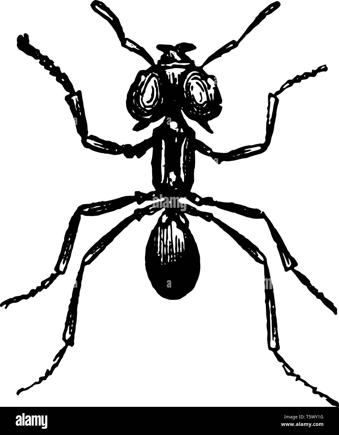 Ant parapluie brésilien qui est aussi connu sous le parasol vintage Ant dessin ou gravure illustration. Illustration de Vecteur Ant parapluie brésilien qui est aussi connu sous le parasol vintage Ant dessin ou gravure illustration. Illustration de Vecteur