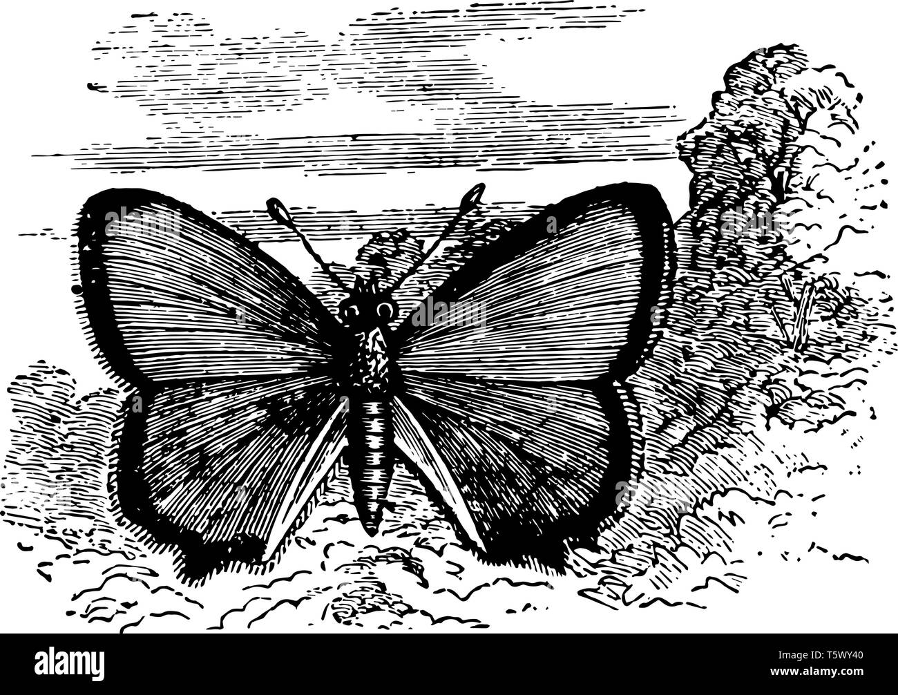 Thecla Quercus qui est très difficile à attraper vintage dessin ou gravure illustration. Illustration de Vecteur