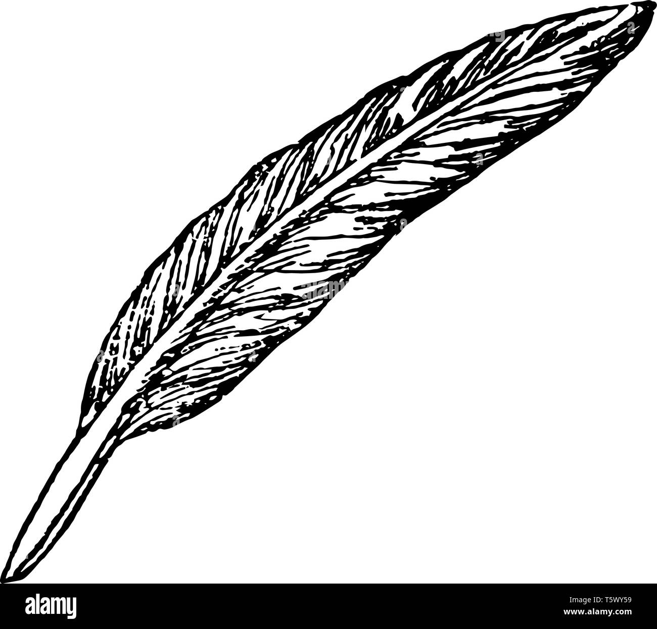 Dessin plume écriture Banque d'images vectorielles Alamy