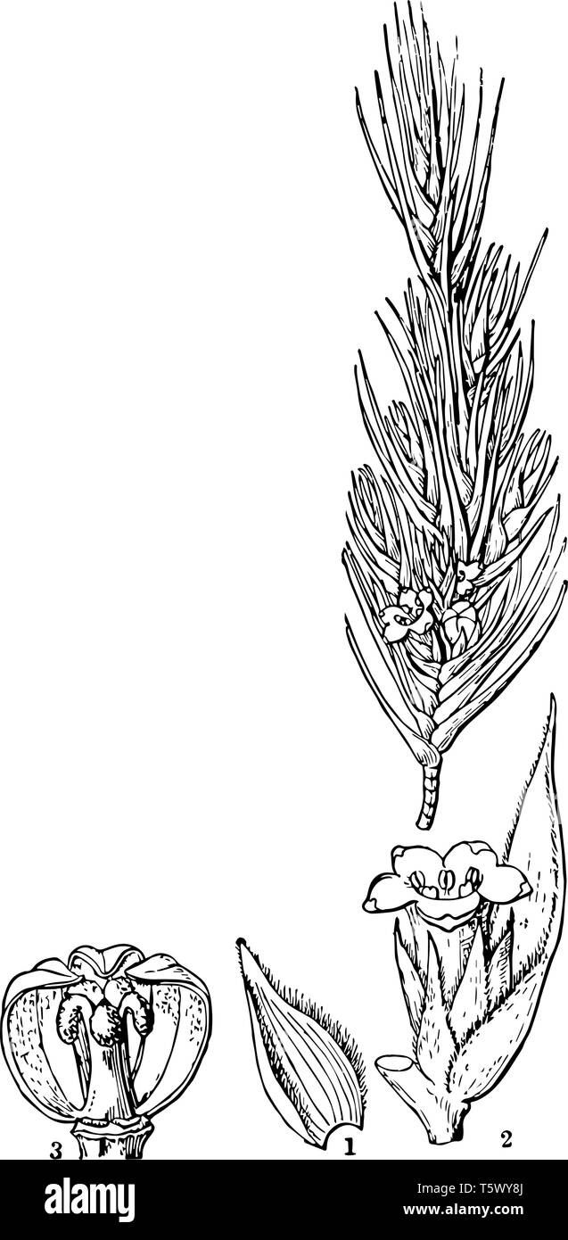 Une photo de fleurs graines Dracophyllum Scoparium sépales et les navires de ligne vintage dessin ou gravure illustration. Illustration de Vecteur