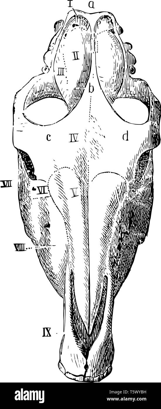 Crâne de cheval vu de dessus dans lequel lobe occipital et l'os pariétal sont présents vintage dessin ou gravure illustration. Illustration de Vecteur