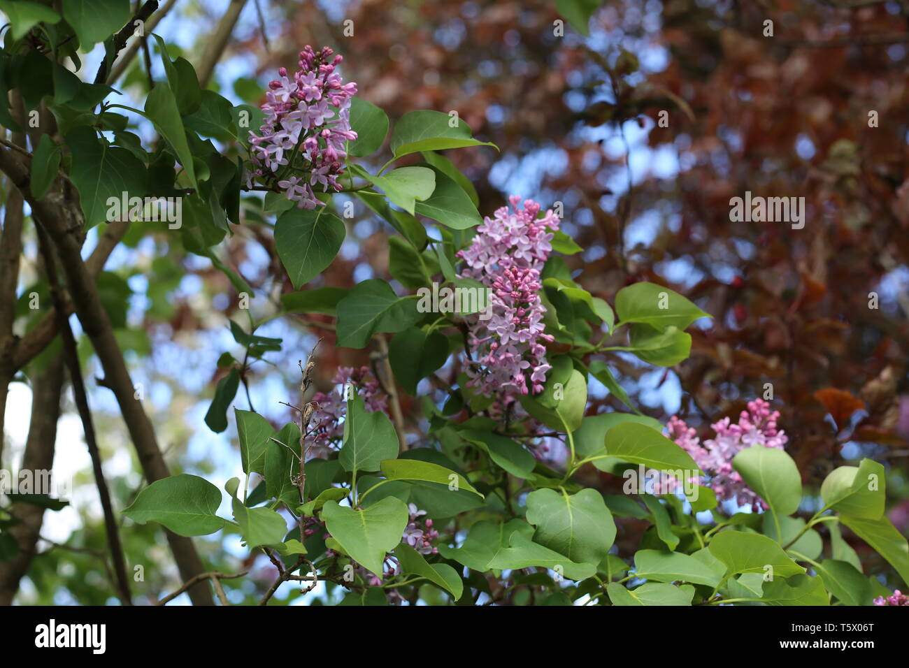 Plantes violet on tree Banque D'Images