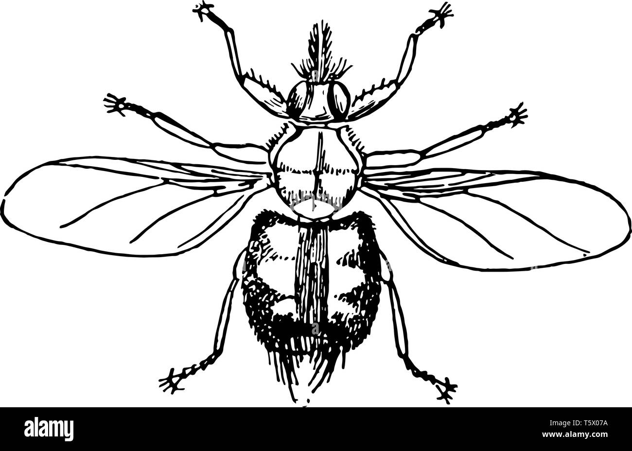 Forest Fly est également connu comme un oiseau tick et est une alimentation principalement de sang ectoparasites chevaux vintage dessin ou gravure illustration. Illustration de Vecteur