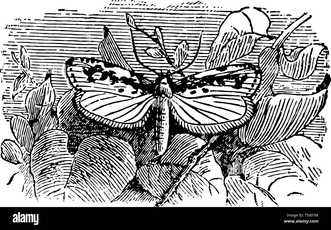 Pusiella Aedia contient le plus petit lépidoptères nocturnes vintage dessin ou gravure illustration. Illustration de Vecteur