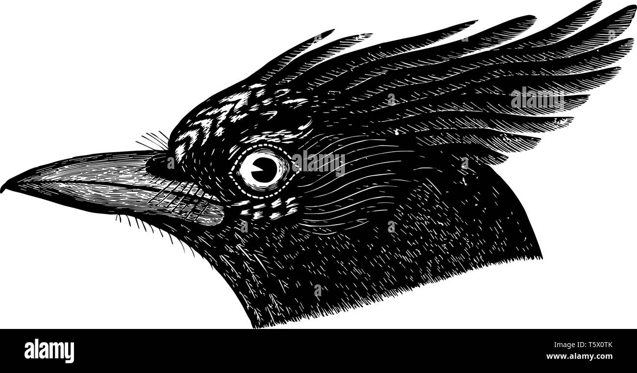 Cette image représente de longues crested Jay vintage dessin ou gravure illustration. Illustration de Vecteur